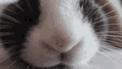 1652698106537.gif