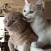 971C1A75-3FC7-4217-A7DE-B2C0D01556CE.gif