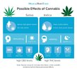 sativa-vs-indica_ver9-1024x948.jpg sativa-vs-indica_ver9-1024x948.jpg