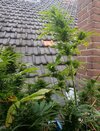 ASH14072023p3.jpeg