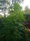 Durban Dew 15072023.jpeg