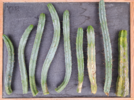san pedro cuttings.png san pedro cuttings.png