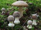 Amanita pantherina (YD) 5141.jpg