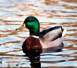 Mallard.jpg