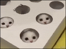 e51bf6901bda08805179ff7cb6597061 (1).gif
