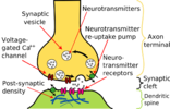 Synapse_Illustration2_tweaked.svg.png