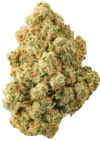 KOROVA_OR_FLOWER_WE_OG_JACK_HERER_MACRO_1080.png