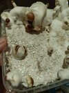 IMG20250201192038.jpg