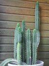 SanPedro_1.jpg