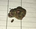 IMG_2558.jpeg