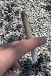 IMG_0200.jpeg