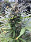 whitewidow.jpg