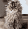 cat woke up.gif