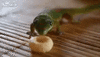 lizard lick.gif