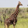 ImpotenteGiraffe