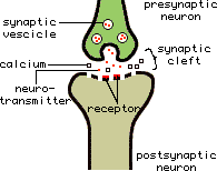 synapse.gif