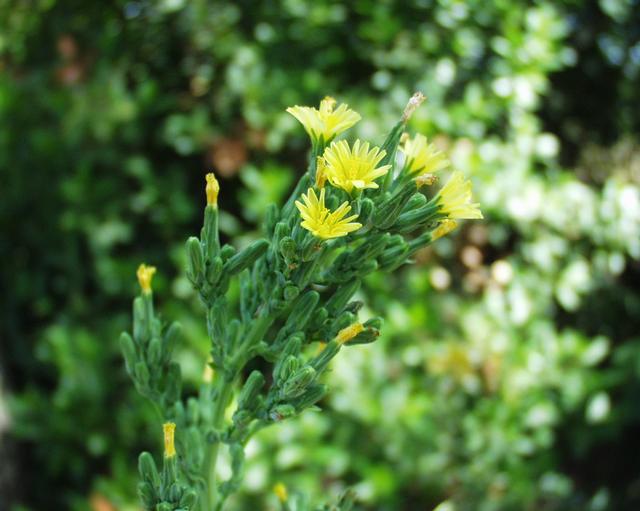Lactuca_virosa_01062002.JPG