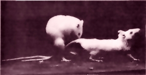 rat_sex1.jpg