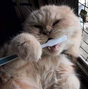 chat_brosse_dents.jpg