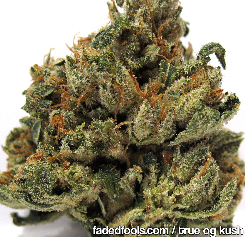 true_og_kush_2011.jpg
