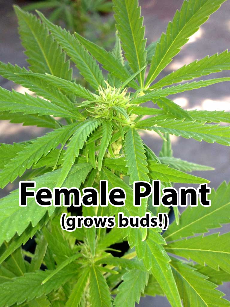 female-flowering-plant.jpg