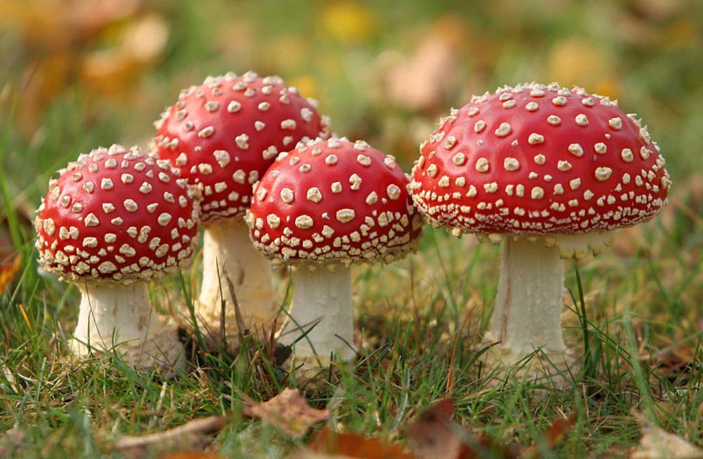 www.natuurfotografie.nl