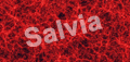 salvia.gif
