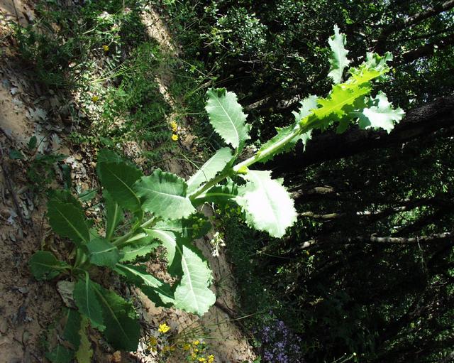 Lactuca_virosa_15052003.JPG