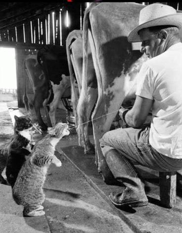 chat_vache.jpg