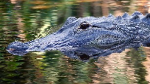 160513141655-florida-alligator-file-medium-plus-169.jpg