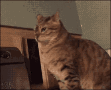 tenor.gif