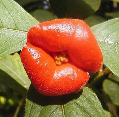 pa_hot_lips_cropped.jpg