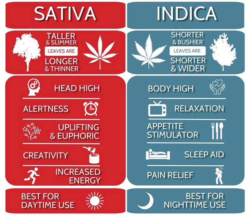 sativa-vs-indica-wiet.jpg